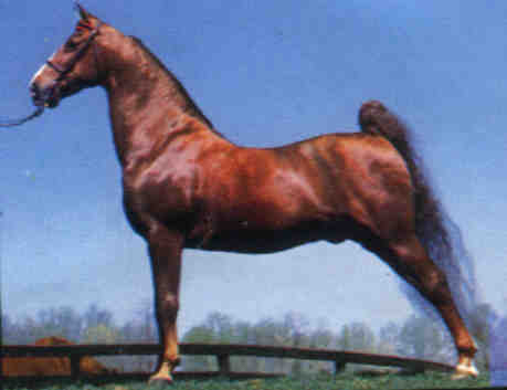 AMERIKAN SADDLE HORSE