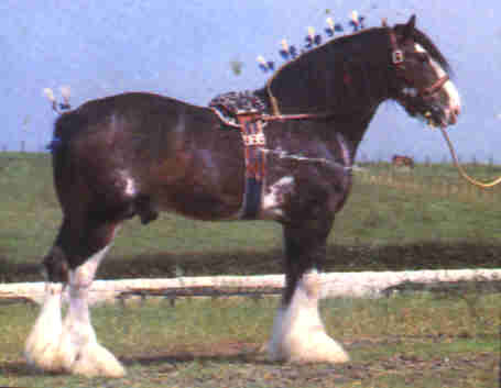 CLYDESDALE